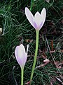 Colchicum speciosum