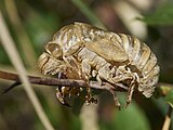 Exuvia of Cicada orni