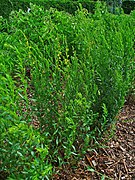 Plante de Genista tinctoria