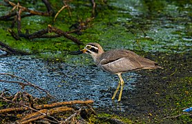 Great stone-curlew