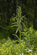 Gemüse-Ampfer (Rumex longifolius)