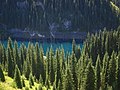 Kazakistan'da Alaçam (Picea schrenkiana) ormanları