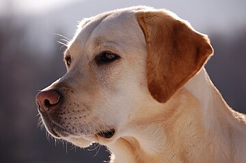 A yellow Labrador Retriever