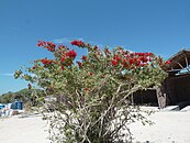 Megistostegium microphyllum op Nosy Hao, Madagaskar