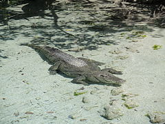 Crocodile