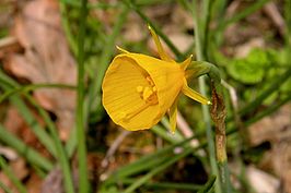 Hoepelroknarcis