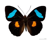 Museum specimen ♂ dorsal side