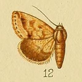 Eublemma apicata