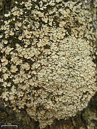 A dense growth of light-brown overlapping scales on the trunk of a tree