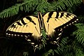 Eastern Tiger Swallowtail, Papilio glaucus.