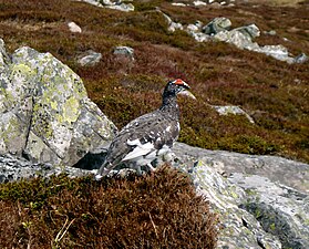 Lagopus muta millaisi, mannetje in zomerkleed op de Schotse berg Schiehallion