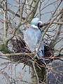 Ringeltaube auf einem Nest vom Vorjahr