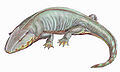 Sclerocephalus hauseri, of the early Permian of Germany