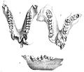 Die Typus-Exemplare von Oreopithecus: rechts der Holotypus