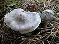 !Tricholoma sciodes!