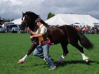 Welsh Cob tijdens een show