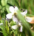 Weiße Varietät (ssp. vratnikensis), Bijela gora - Orjen Gebirge