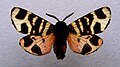 Arctia festiva (Arctia festiva)