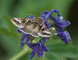 Autographa pseudogamma