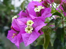 Μπουκαμβίλια η λεία (Bougainvillea glabra)