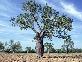 Flaschenbaum im Chaco