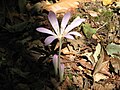 Colchicum lusitanum