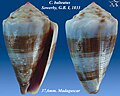 Conus balteatus Sowerby, G.B. I, 1833