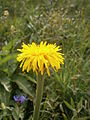 Crepis pontana