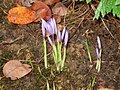 Crocus ligusticus opening