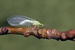 Cunctochrysa albolineata