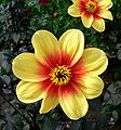 Dahlia 'Moonfire'