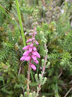 Erica ciliaris