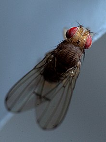 Drosophila