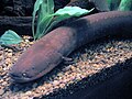 Electric Eel