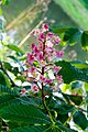 Blüte der Fleischroten Rosskastanie Aesculus × carnea