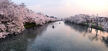 Kirschblüte am ehemaligen Iwaki-Fluss