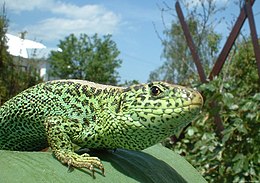 Fürge gyík (Lacerta agilis)