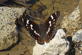 Apatura ilia f. ilia ♀