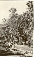 Palm Valley in the 1920s