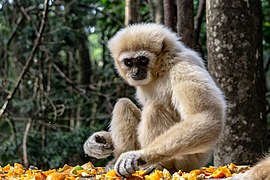 Weißhandgibbon