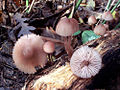 Mycena haematopus (Gen. Mycena)