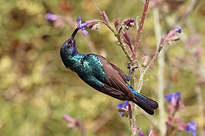 Palestine sunbird