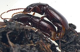 Pterostichus hatchi