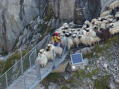 ... dann über eine Brücke über den Oberaletschbach ...