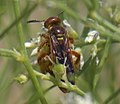 Colpa octomaculata texensis female