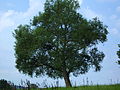 Habitus Salix alba