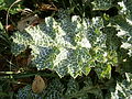 Silybum marianum leaf