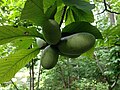 Fruit of common pawpaw (Asimina triloba) in the lower Canyon