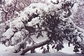 snow on a pine tree in Prospect Park