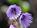 Soldanella_alpina